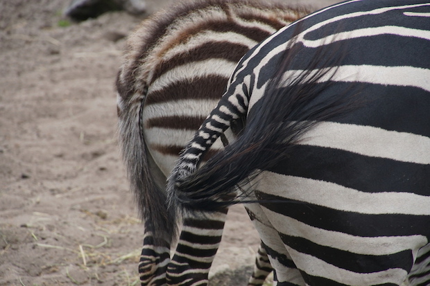 zebra stepen2